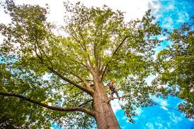 Best Tree Removal Service  in Highland, KS